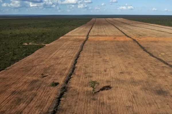 O desmatamento no Brasil caiu pelo segundo ano seguido em 2024, de acordo com o relatório anual da Rede MapBiomas divulgado...