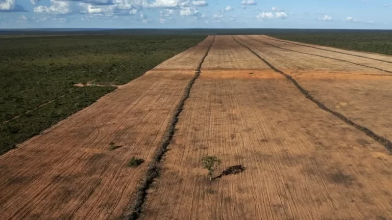 O desmatamento no Brasil caiu pelo segundo ano seguido em 2024, de acordo com o relatório anual da Rede MapBiomas divulgado...