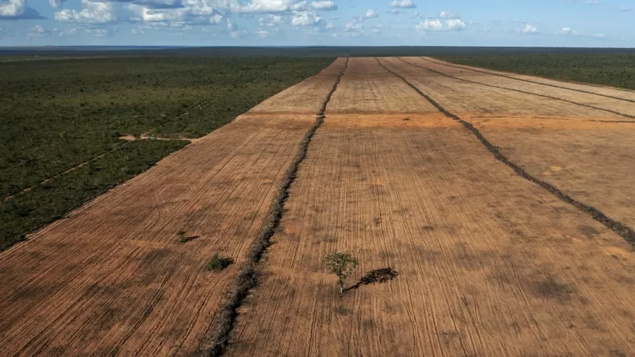 O desmatamento no Brasil caiu pelo segundo ano seguido em 2024, de acordo com o relatório anual da Rede MapBiomas divulgado...