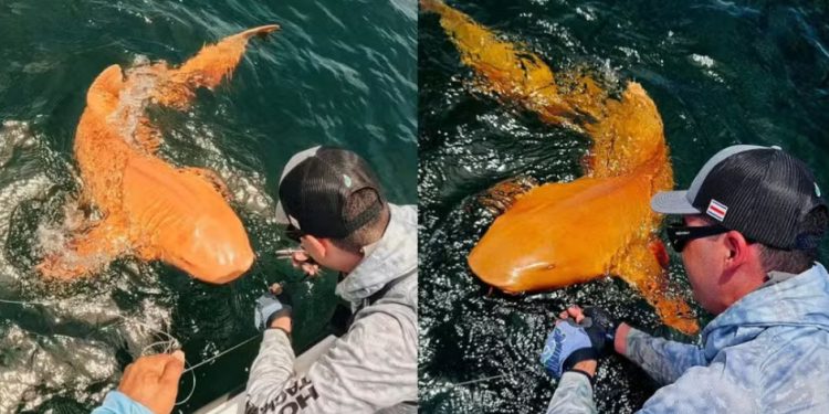 Trata-se apenas de um caso isolado ou de uma característica que pode estar surgindo na população de tubarões-lixa da região? Um registro inusitado...