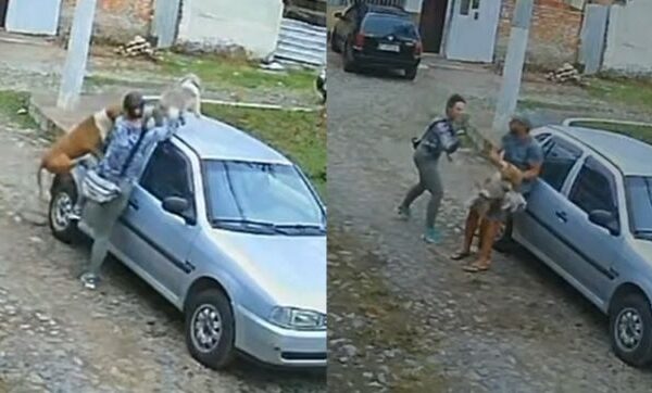 Um caso que chamou a atenção na cidade de Valença, no interior do Rio de Janeiro, terminou de forma trágica para dois cães na última...