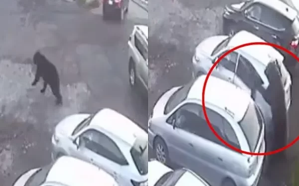 VÍDEO🚨: Urso-pardo ataca moradores, mata idosa e deixa uma criança ferida