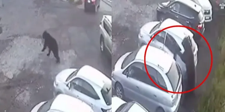 VÍDEO🚨: Urso-pardo ataca moradores, mata idosa e deixa uma criança ferida