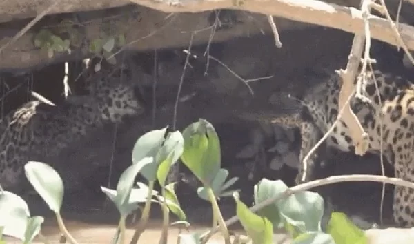 Duas Onças-pintadas travam “cabo de guerra” com sucuri