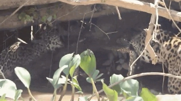 Duas Onças-pintadas travam “cabo de guerra” com sucuri