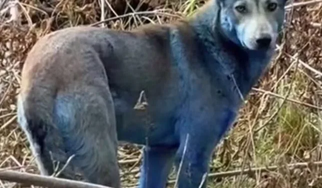 Cães azuis: a incrível mutação de animais que vivem na região de Chernobyl