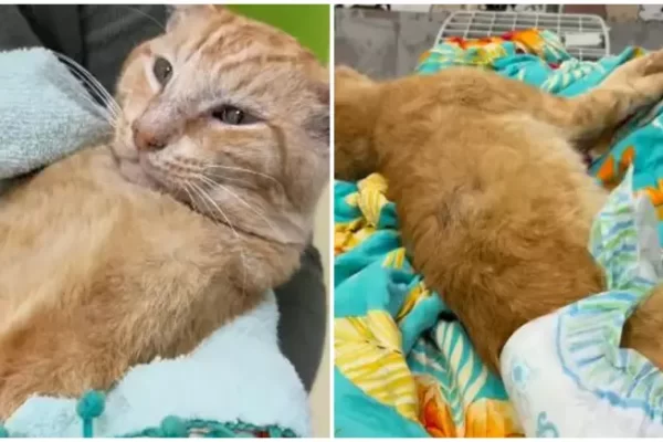 Um gato foi atingido por um tiro de chumbinho, está internado e vai precisar por uma cirurgia para a retirada do projétil. Samuel, como foi batizado, foi socorrido...