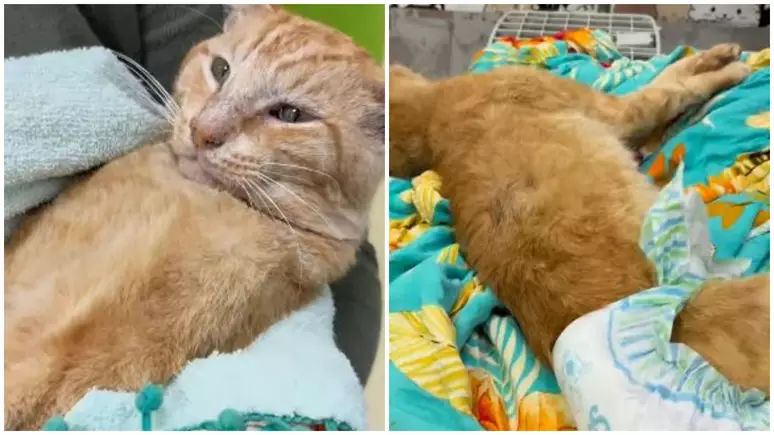 Um gato foi atingido por um tiro de chumbinho, está internado e vai precisar por uma cirurgia para a retirada do projétil. Samuel, como foi batizado, foi socorrido...