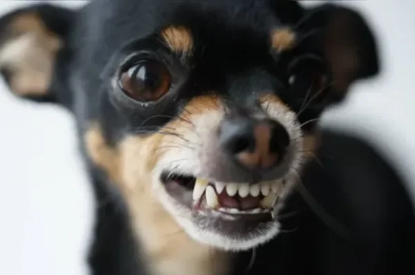 Raças de pequeno porte viralizam em memes pelo temperamento forte, mas veterinário comportamental esclarece quais fatores...