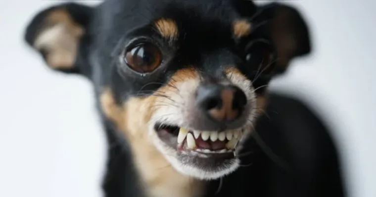 Raças de pequeno porte viralizam em memes pelo temperamento forte, mas veterinário comportamental esclarece quais fatores...