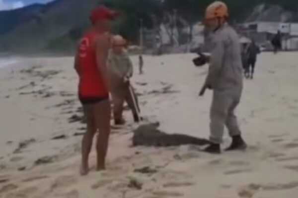 Animal surpreendeu banhistas ao aparecer no local. Resgate foi realizado com o uso de cordas e técnicas específicas para contenção...