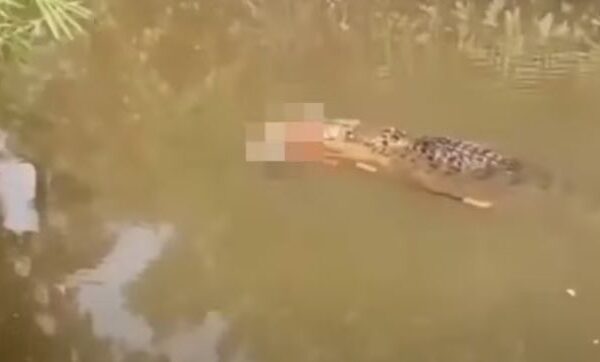 Um crocodilo de grande porte foi visto arrastando o corpo de uma mulher desaparecida nas águas de um rio no leste da Índia, em...