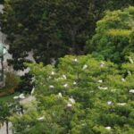 Um fisioterapeuta de 53 anos morreu após ter contato com fezes de garça, em Belém. O caso foi registrado em setembro de 2025...