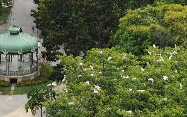 Um fisioterapeuta de 53 anos morreu após ter contato com fezes de garça, em Belém. O caso foi registrado em setembro de 2025...