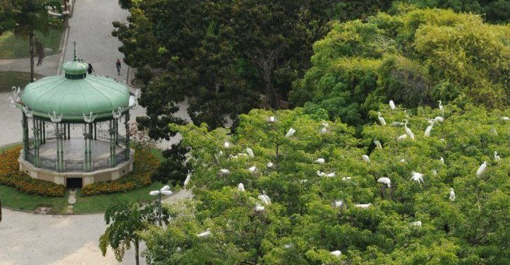 Um fisioterapeuta de 53 anos morreu após ter contato com fezes de garça, em Belém. O caso foi registrado em setembro de 2025...