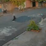 Câmeras de segurança registraram o momento em que o cachorro escapou e, segundos depois, o carrinho com a criança...